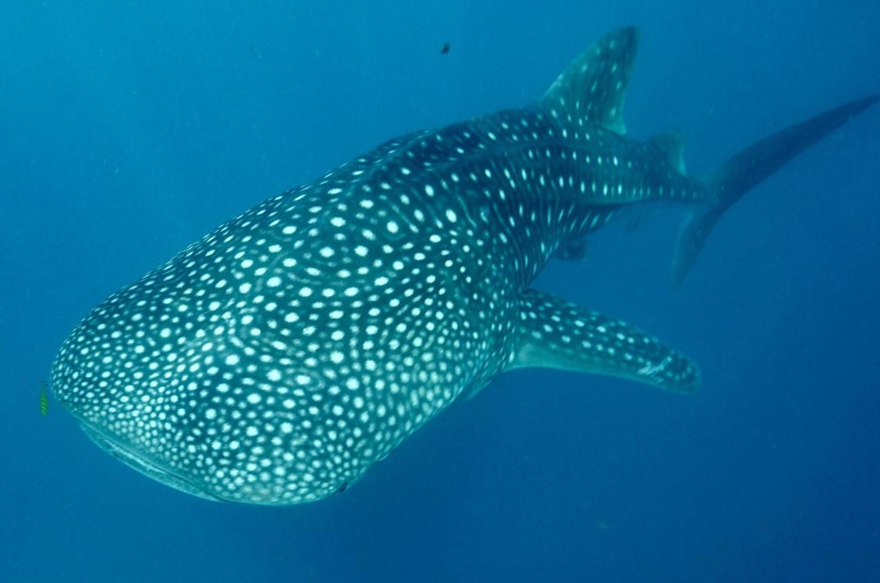 Bed and Breakfast Afro Whale Shark Safari Kilindoni Екстер'єр фото